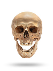 skull of human head isolate