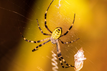 Big yellow and black spider on a his own spider web