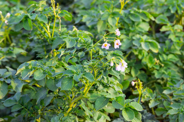 green potato stalks, agriculture, green plant