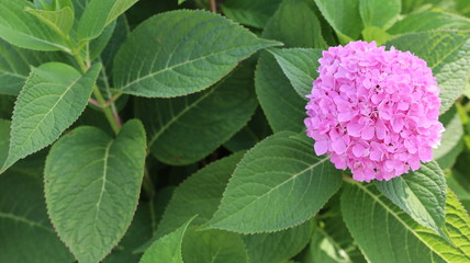 Beautiful pink flower