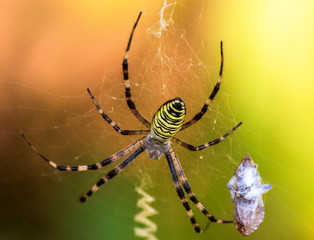 Big yellow and black spider on a his own spider web