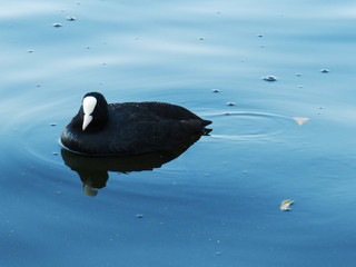 folaga sulla superficie dell'acqua