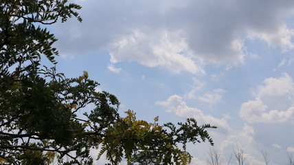 Tree with cloudy background