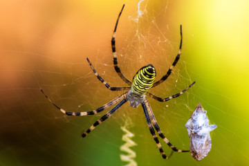 Big yellow and black spider on a his own spider web