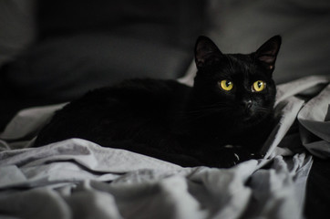 black cat on the window