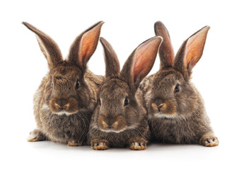Fototapeta na wymiar Three small rabbits.