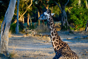 aufwachende Giraffe