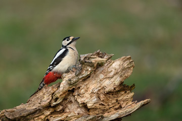 Great Spotted Woodpecker sitting on a branch
