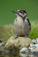 Great Spotted Woodpecker sitting on a stone