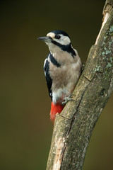 Great Spotted Woodpecker sitting on a branch