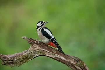 Great Spotted Woodpecker sitting on a branch