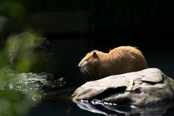 Portrait of a beaver rat (nutria) at a watering hole in a zoo.