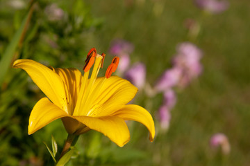 yellow lily with pink