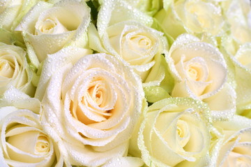 Light pink and green roses covered with water droplets