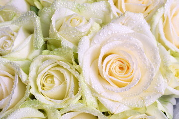Light pink and green roses covered with water droplets