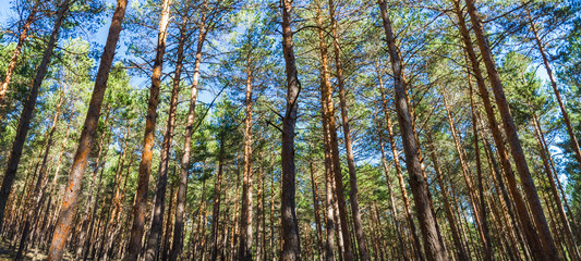 Obraz premium Pinar o bosque de pinos altos y rectos