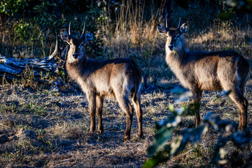 Watching Waterbuck
