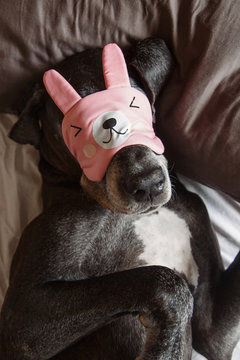 Dog lying with bunny mask