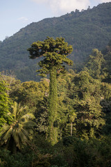 THAILAND PHRAE RAIN FOREST TEAK TREE