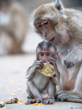 Close up of monkey eating food