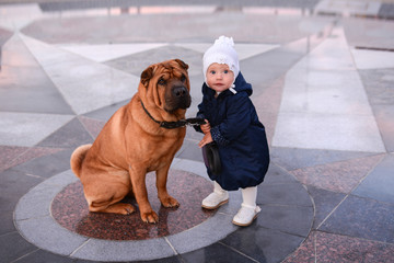 A little girl in a blue coat and a white hat holds on a leash a big red dog Shar Pei
