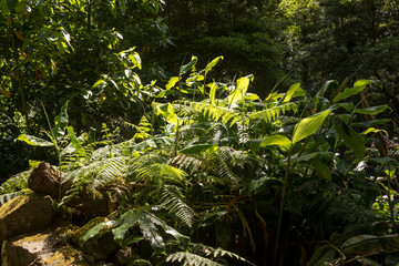 Fresh nature in the forest at Sao Miguel