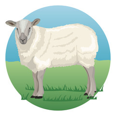 Sheep on grass