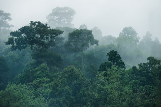 Rainforest in Thailand