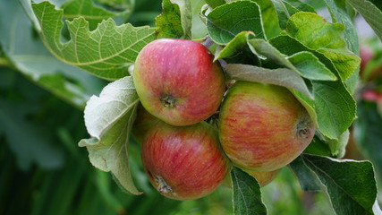 Ripe red apples and green leaves on the branch in the apple orchard close up. 