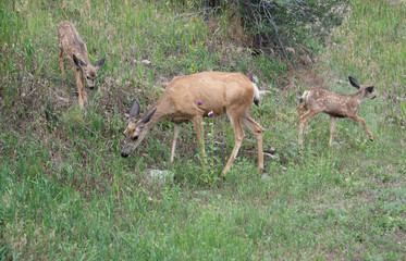 Naklejka na ściany i meble Mother doe and two spotted fawns baby mule deer grazing in meadow Colorado USA