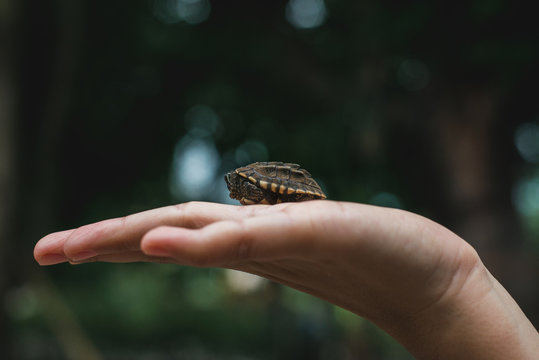 Baby Malayemy,Baby turtle