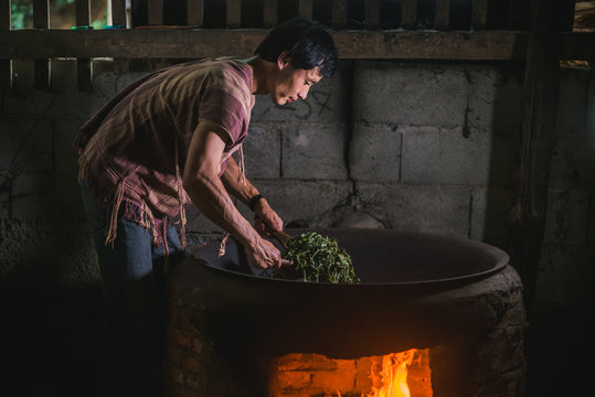 Young Karen processing organic tea leafs