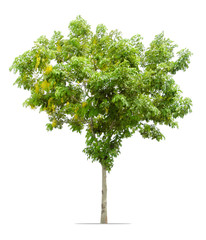tree with blooming yellow flowers  isolated on white background.