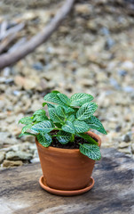 Fittonia in clay pot. Fittonia Mosaic plant.