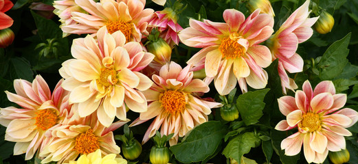 Pink and cream petals do a large flowers dahlias bright and unique. © imamchits