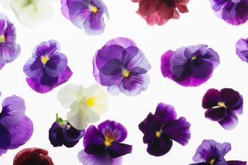 Assortment of fresh purple pansies