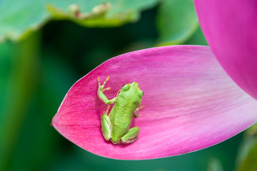 蓮の花とアマガエル