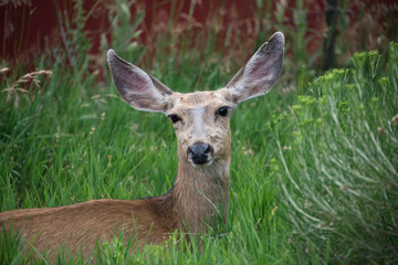 Doe female mule deer portrait laying in tall green grass meadow Colorado USA