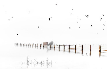 High Key Foggy landscape in Marshes of Doñana National Park. Huelva, Spain.