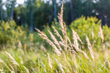 Beautiful sunlight falls on forest grasses in summer