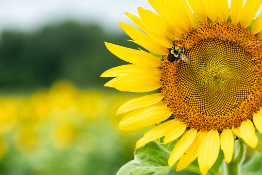 Bee Gathering Pollen On Large Sunflower