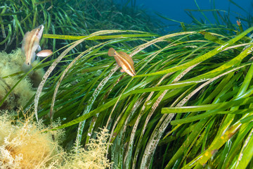 Seagrass  (Posidonia oceanica) mediterranean sea.