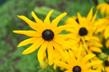 Black Eyed Susan (Rudbeckia hirta) flower