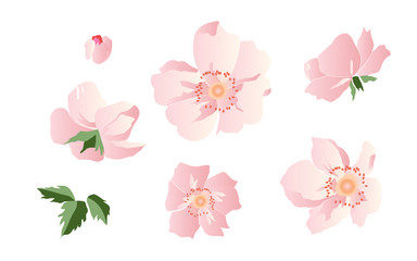 Set of pink flowers of rosehip elements, vector illustration botanical floral design.