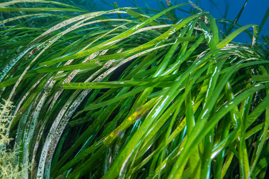 Seagrass  (Posidonia oceanica) mediterranean sea.