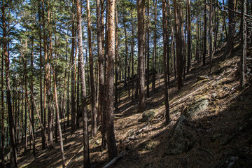  The slope with pine trees in the resort Borovoye