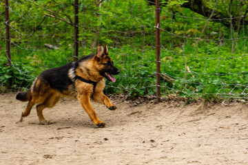 German Shepherd running