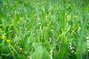 Wild green meadow with Lily of valley and Buttercup flowers
