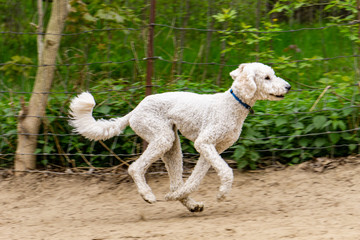 Obraz premium Labradoodle