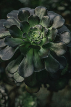 Plant Bliss